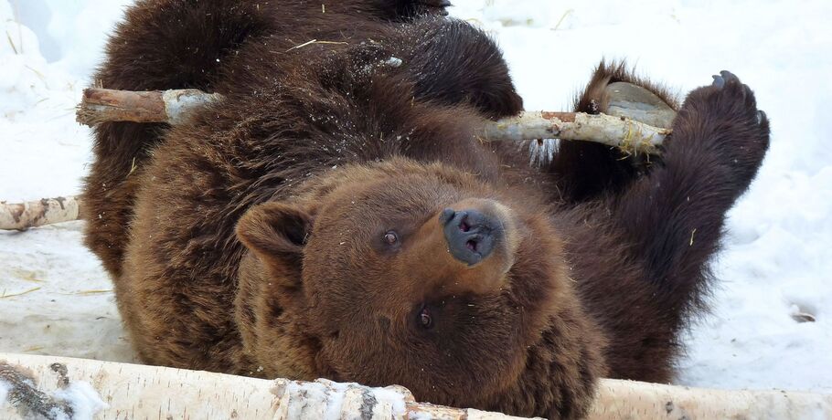 В Большереченском зоопарке не могут уснуть медведи