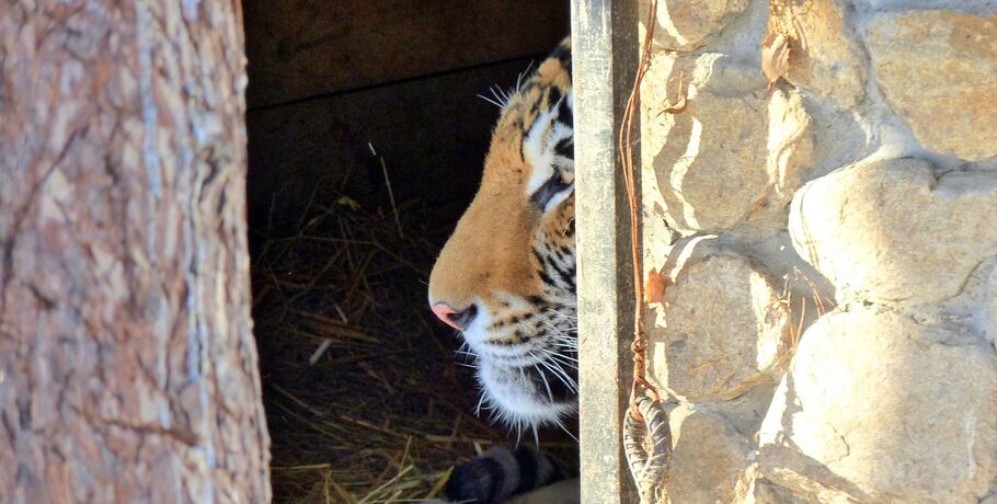 Рррр... Смотрим на тигров Большереченского зоопарка