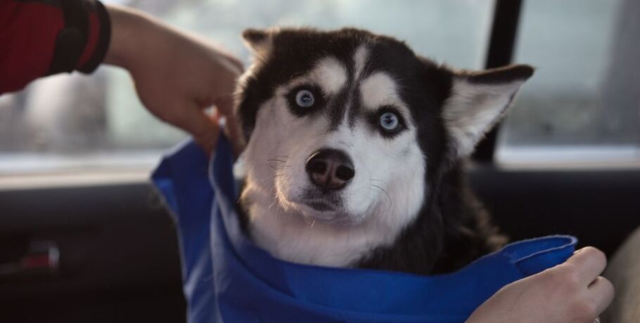 150 собак сразятся в экстремальных снежных гонках в Омской области