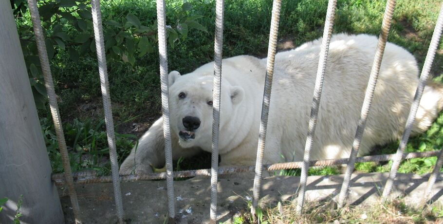 Белый медведь из Большереченского зоопарка спасается от скуки рыбалкой