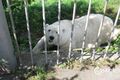 Белый медведь из Большереченского зоопарка спасается от скуки рыбалкой