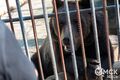 Первый медведь проснулся в Омской области