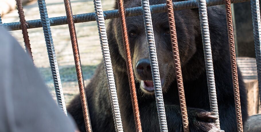 Первый медведь проснулся в Омской области