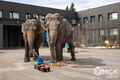 Купание слонов в Омске стало событием дня