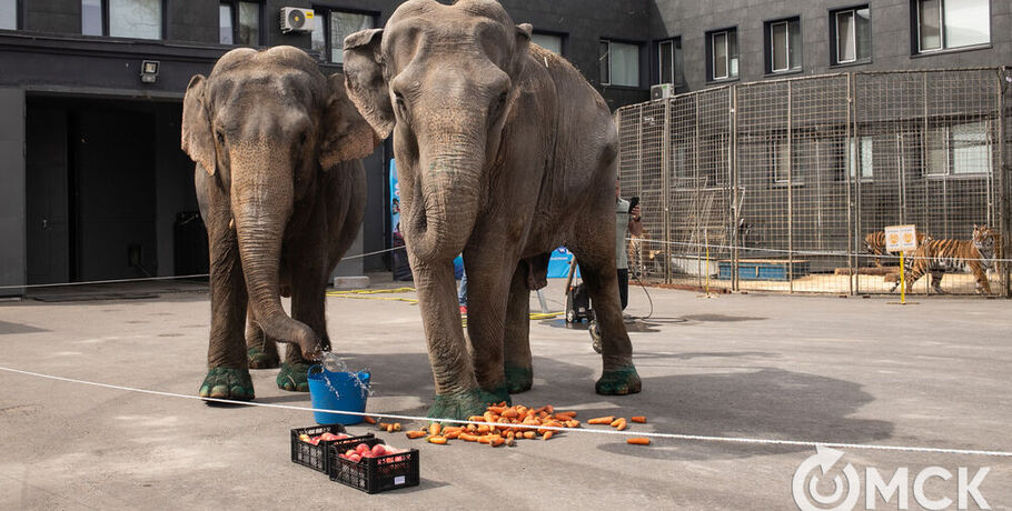 Купание слонов в Омске стало событием дня