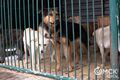 Омичей просят помочь животным в приютах Омичей просят помочь животным в приютах