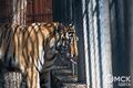 Главные герои праздника: Шаман, Граф и Аза - Международный день тигра в Большереченском зоопарке