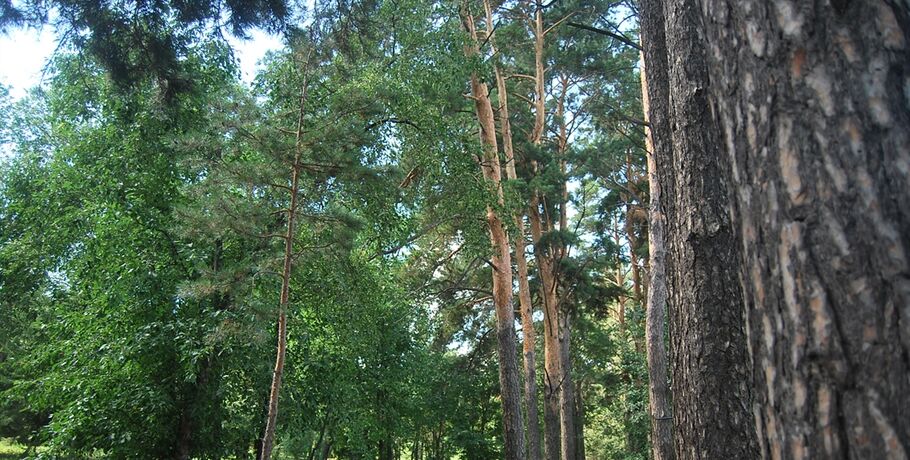 "Если бы деревья раздавали бесплатный Wi-Fi". Омичей зовут восстанавливать лес