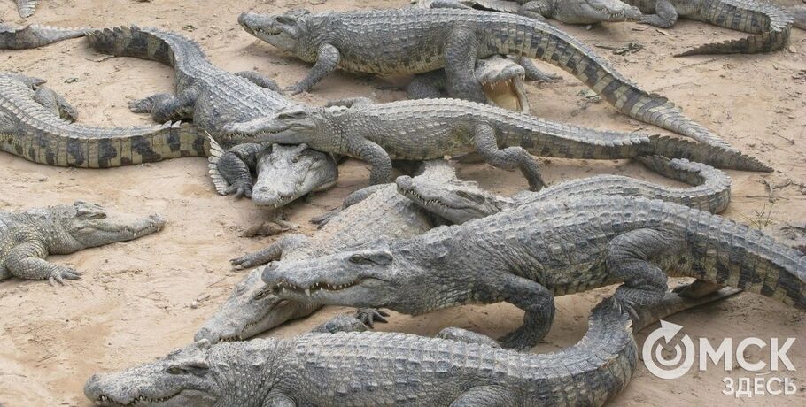 Омичам предлагают выбрать имена для крокодилов
