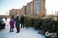 Продавцы ёлок озвучили цены на новогодние деревья