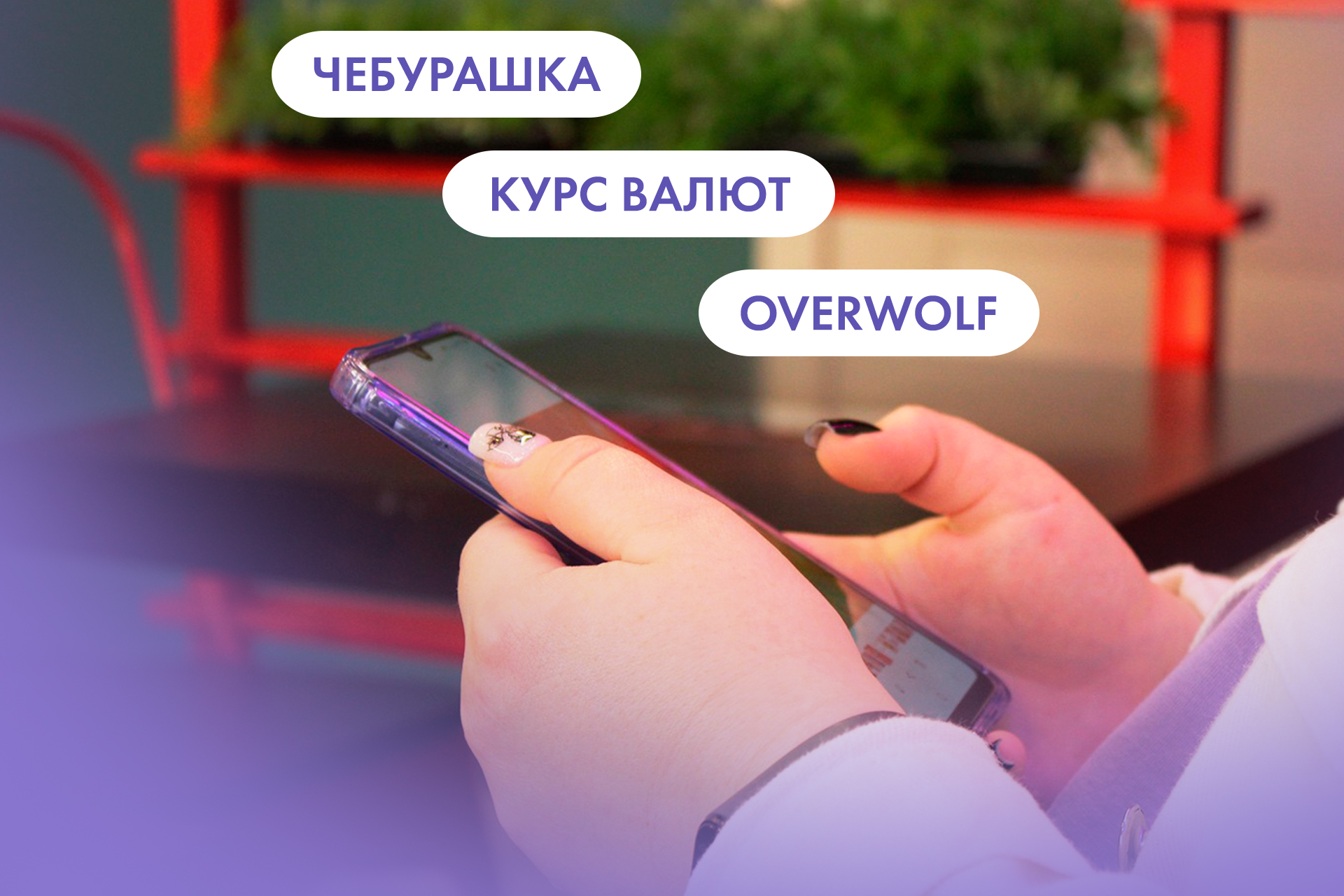 Чебурашка, курс валют и Overwolf. Что ищут омичи в интернете 10 декабря -  Общество