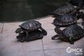 Омичей просят не заводить дома черепах