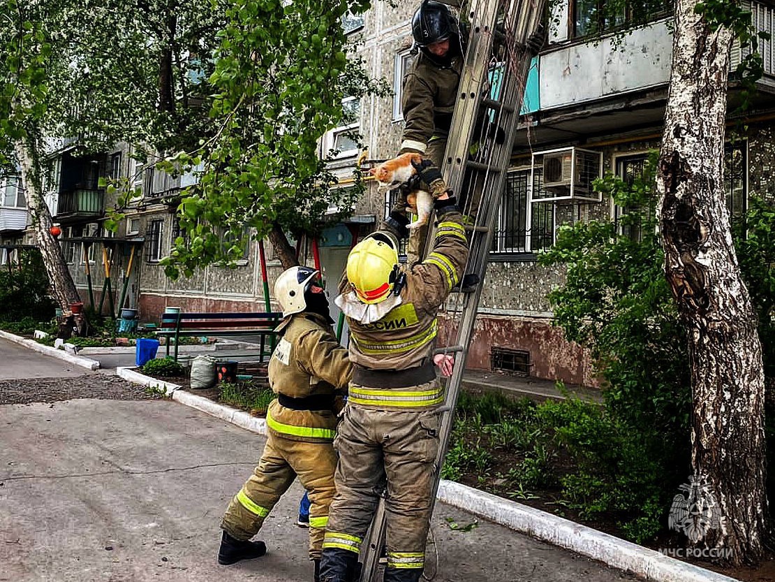 Омского котика спас ложный вызов - Общество