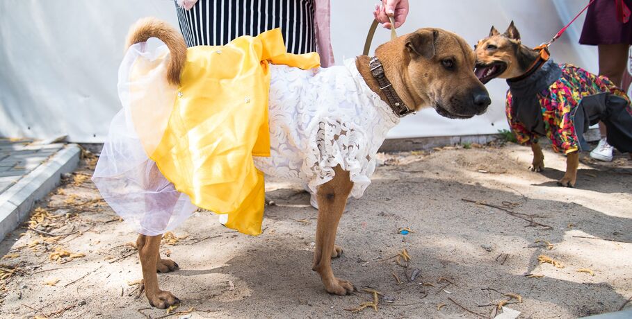 Платья и толстовка с котиками: как прошло собачье дефиле на "Зелёном острове"