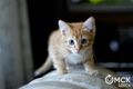 Стать добрее под угрозой штрафа: разбираем новый закон о брошенных котятах и жестоком обращении с животными