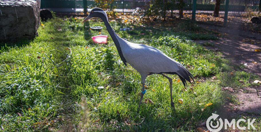 В Омском зоопарке пройдёт экоквест, посвящённый изящным птицам