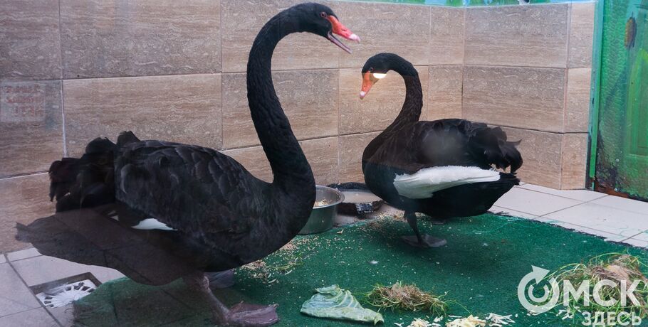 "Суровы и беспощадны". Омский зоопарк просит придумать имена для лебедей-родителей