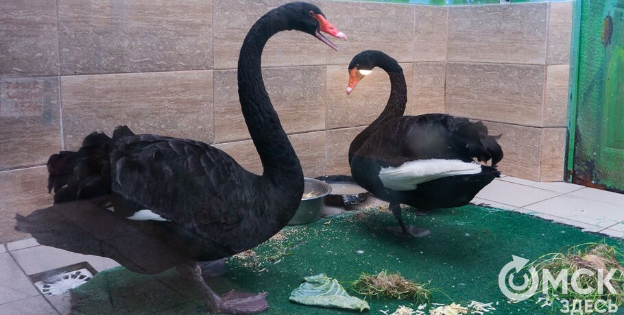 Чёрных лебедей из Омского зоопарка могут назвать именами известных грабителей