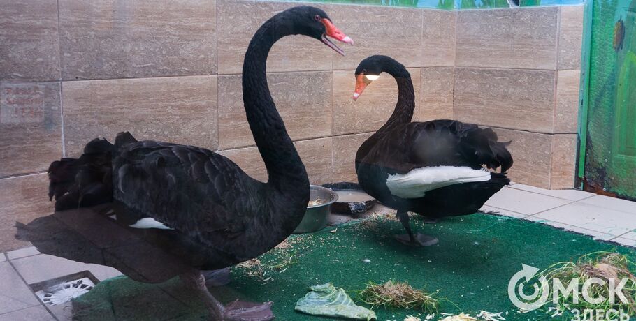 Омичи выбрали имена чёрным лебедям из городского зоопарка
