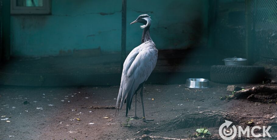 В Большереченском зоопарке запечатлели редкое явление