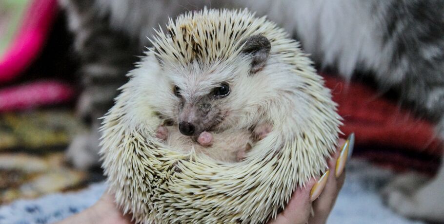 Такие милые, но такие колючие. Чем порадовать питомца в его персональный праздник