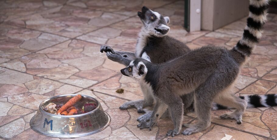 Мокроносая Юлька из Омского зоопарка стала мамой
