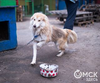 За деньги и любовь: омский приют набирает желающих гулять и ухаживать за собаками