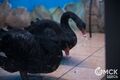 В Омском зоопарке в День семьи, любви и верности произошло настоящее чудо