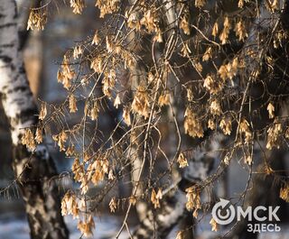 Ночные заморозки и тёплые дни продлятся в Омске до середины сентября