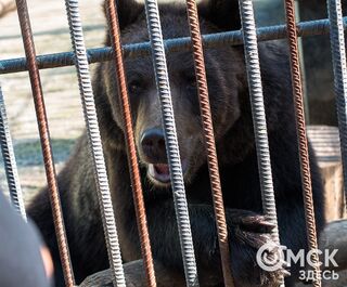 У омских медведей началось ленивое 