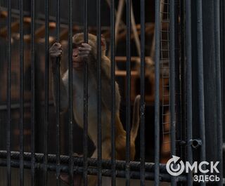 Сынок Бони и Клайда в Большереченском зоопарке получил первые новогодние подарки