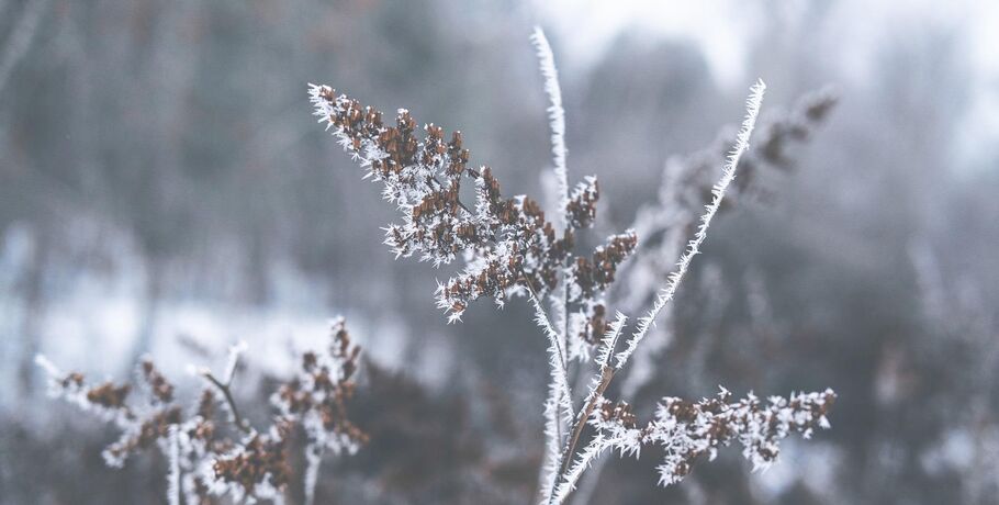Новая рабочая неделя встретит омичей плюсовой температурой
