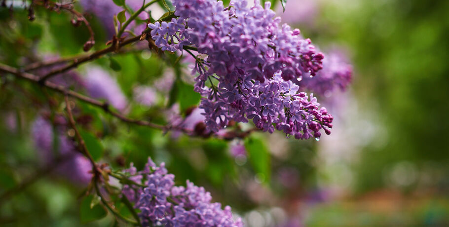 В Омской области на несколько дней обоснуется сезон дождей и гроз