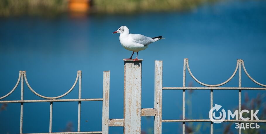 Молодые учёные и экологи съедутся в Омск для изучения "Птичьей гавани"