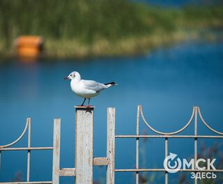 Молодые учёные и экологи съедутся в Омск для изучения 