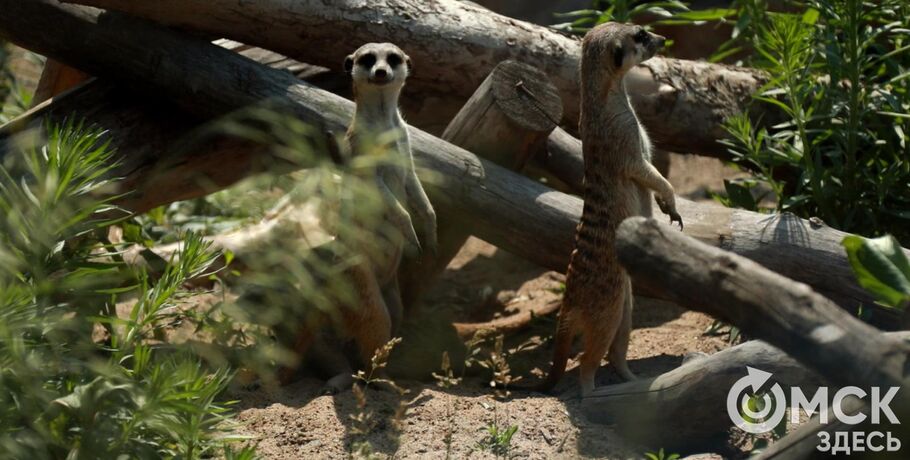 От псевдозебры до мадагаскарского таракана. Как трапезничают малыши и гиганты хищного мира