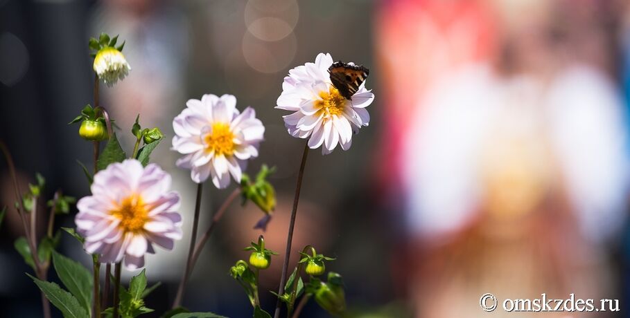 Летние капризы: что ждать омичам от погоды в начале июля