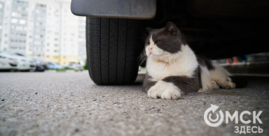 ВИК - не приговор: как живут кошки с вирусом иммунодефицита