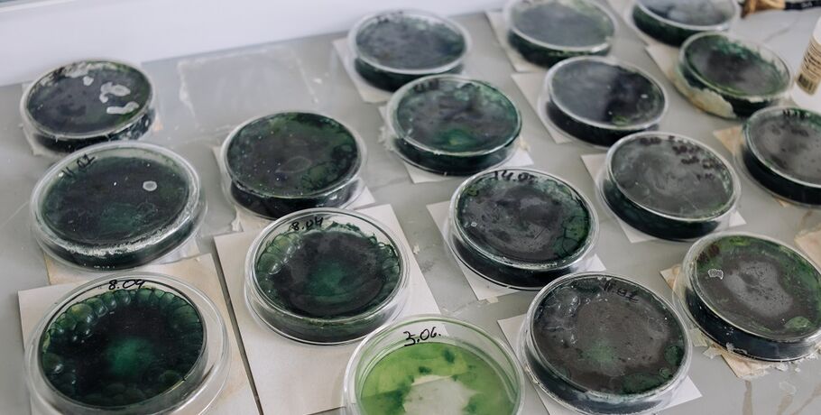 В Омске создали сладости, поднимающие белок и железо