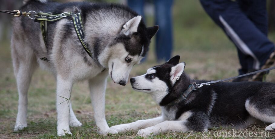 Тест: что вы знаете о собаках