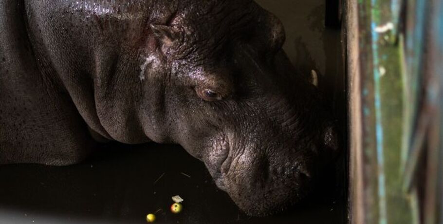 В Большеречье отметили день рождения Кёнига