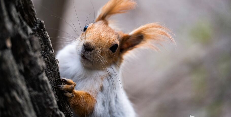 Держи карман у́же: в Омском зоопарке завелись вороватые белки
