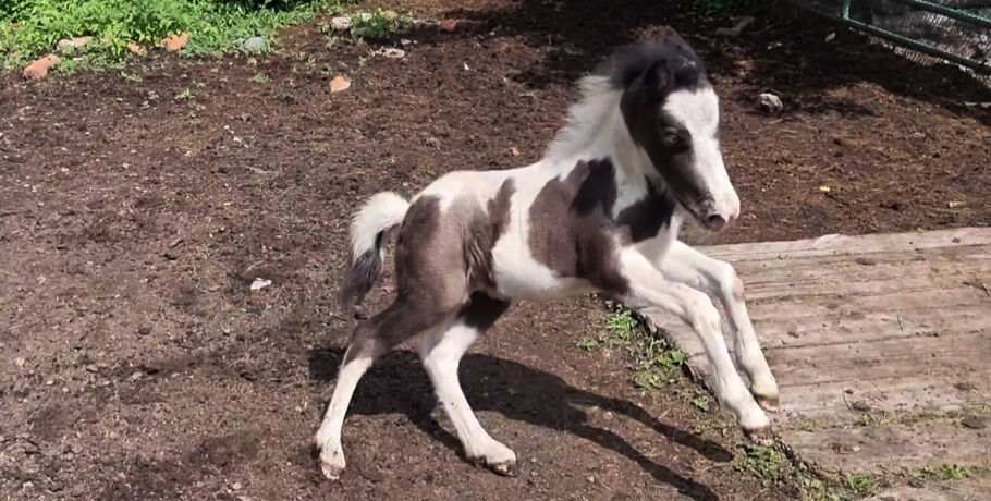 Маленький пони из Большереченского зоопарка стал Принцем