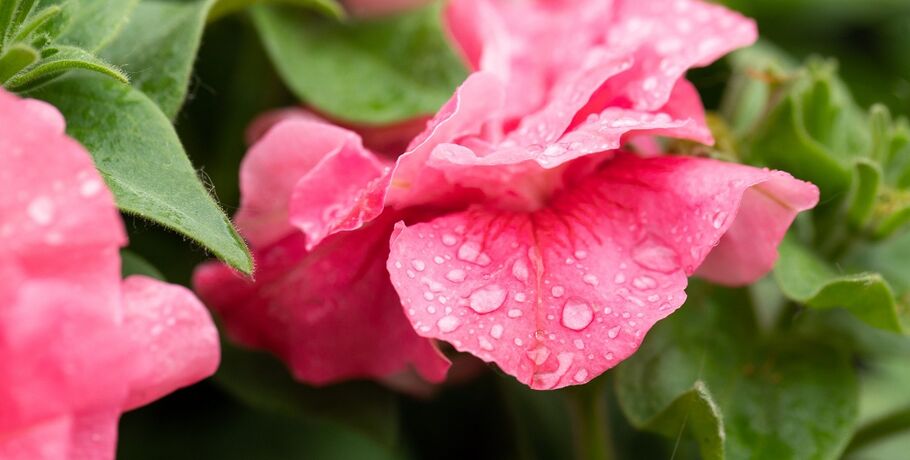 В Омске заканчиваются дожди и начинает теплеть