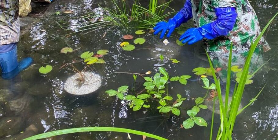 В омском дендросаду готовятся к цветению кувшинок