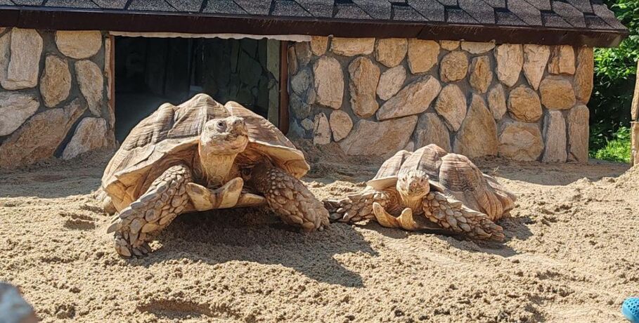 Большереченские черепахи переехали в новый дом с панорамными окнами