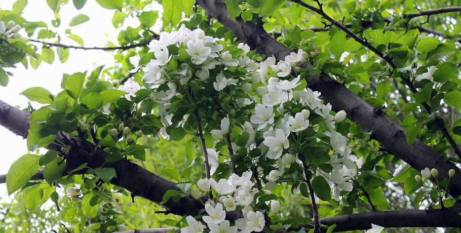 Омская яблоня-долгожитель хочет стать "Деревом года"