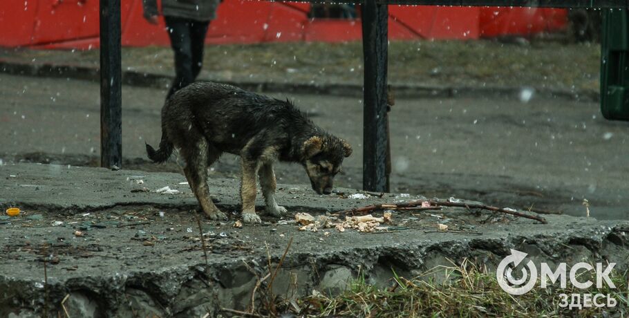 10 дней на обсуждение. Как в Омске решают проблему бездомных собак