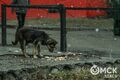 10 дней на обсуждение. Как в Омске решают проблему бездомных собак 10 дней на обсуждение. Как в Омске решают проблему бездомных собак