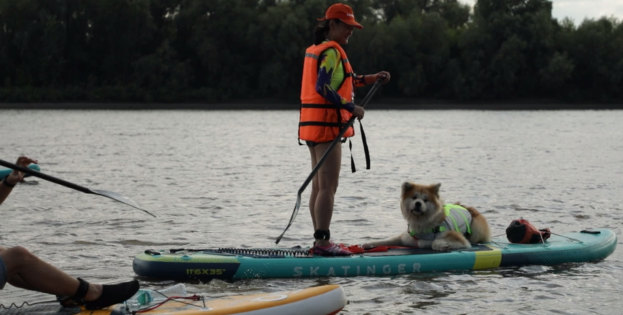 Речные волки: омичи устроили заплыв на сапах с собаками